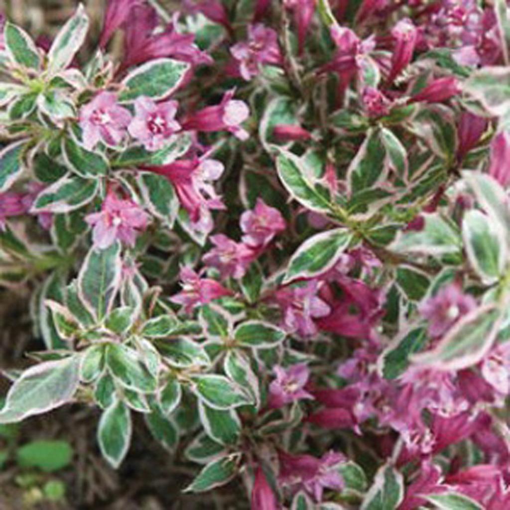 My Monet Weigela 2 Gal
