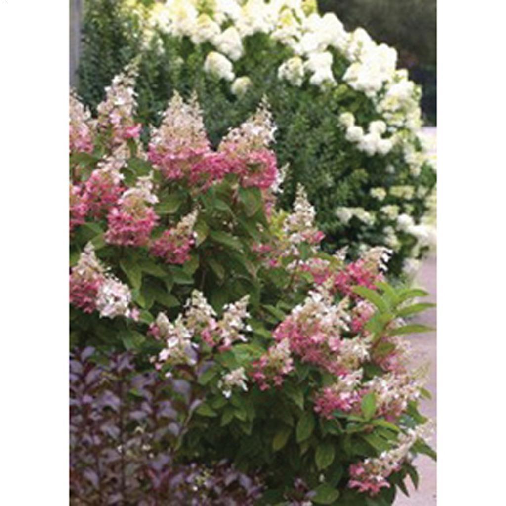 Pinky Winky Hydrangea 2 Gal