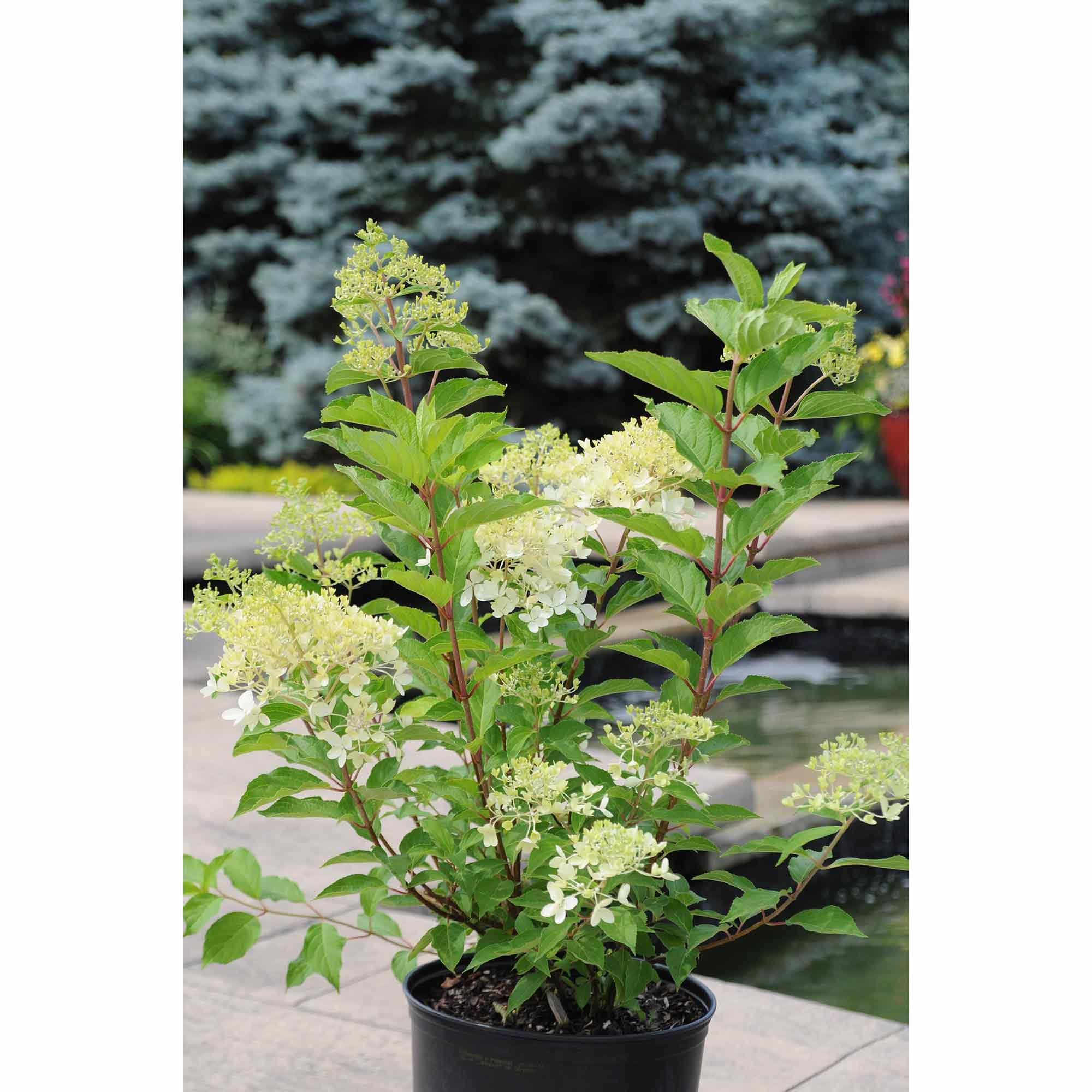 Phantom Hydrangea 2 Gal