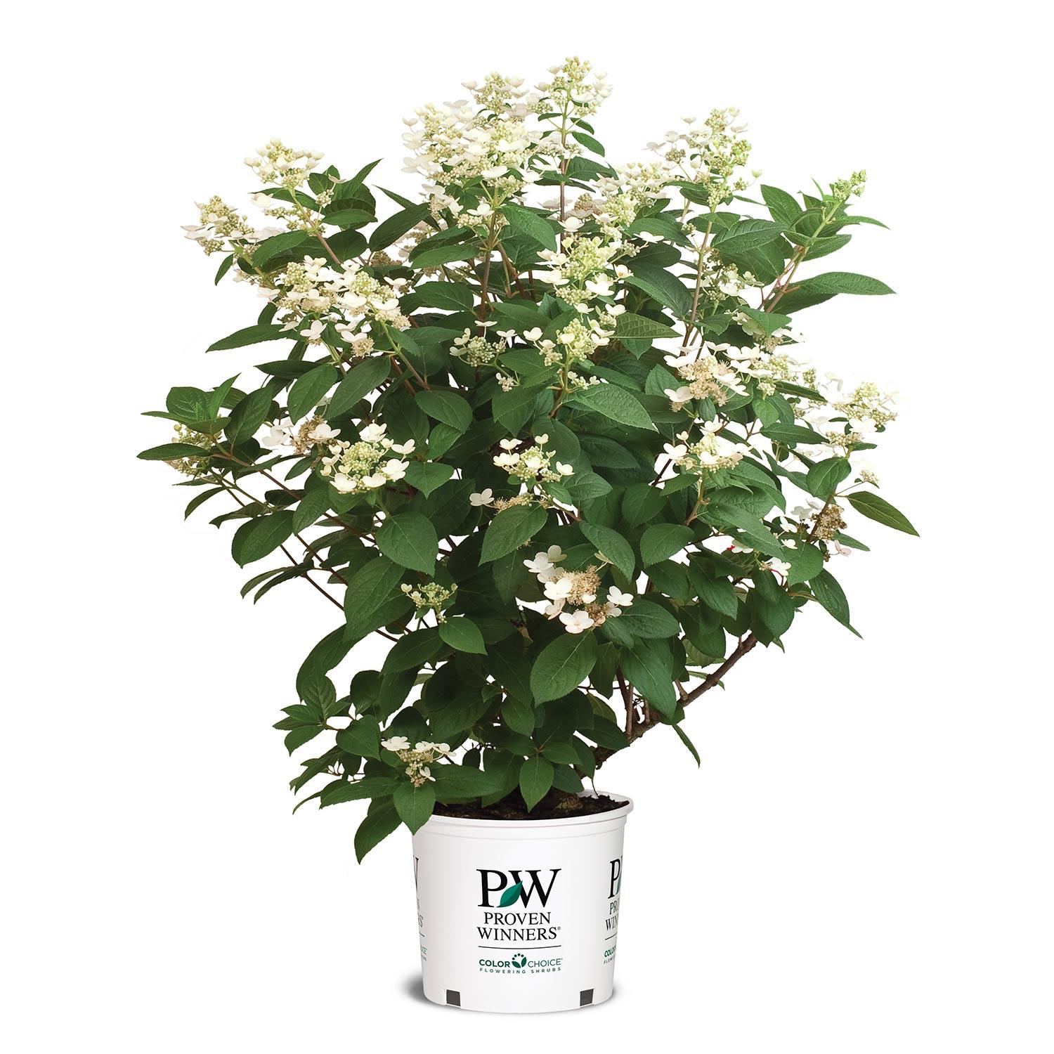 Quickfire Hydrangea PW 2 gal