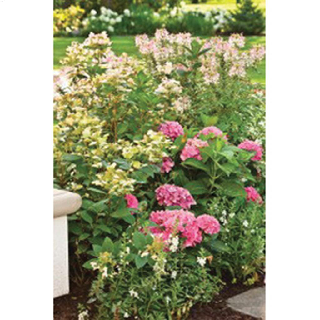 Cityline Berlin Hydrangea 2 Gal