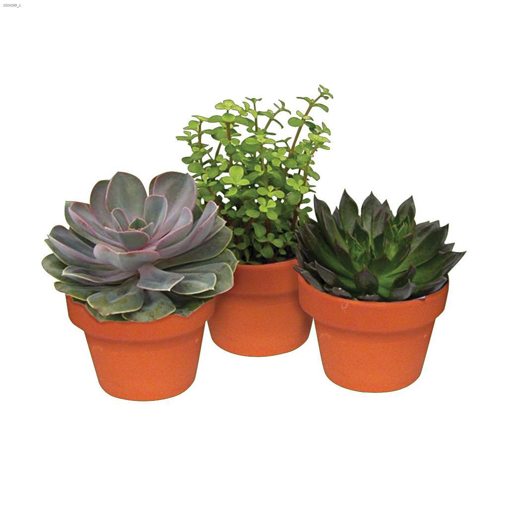 3-1/4" Assorted Succulent Plant