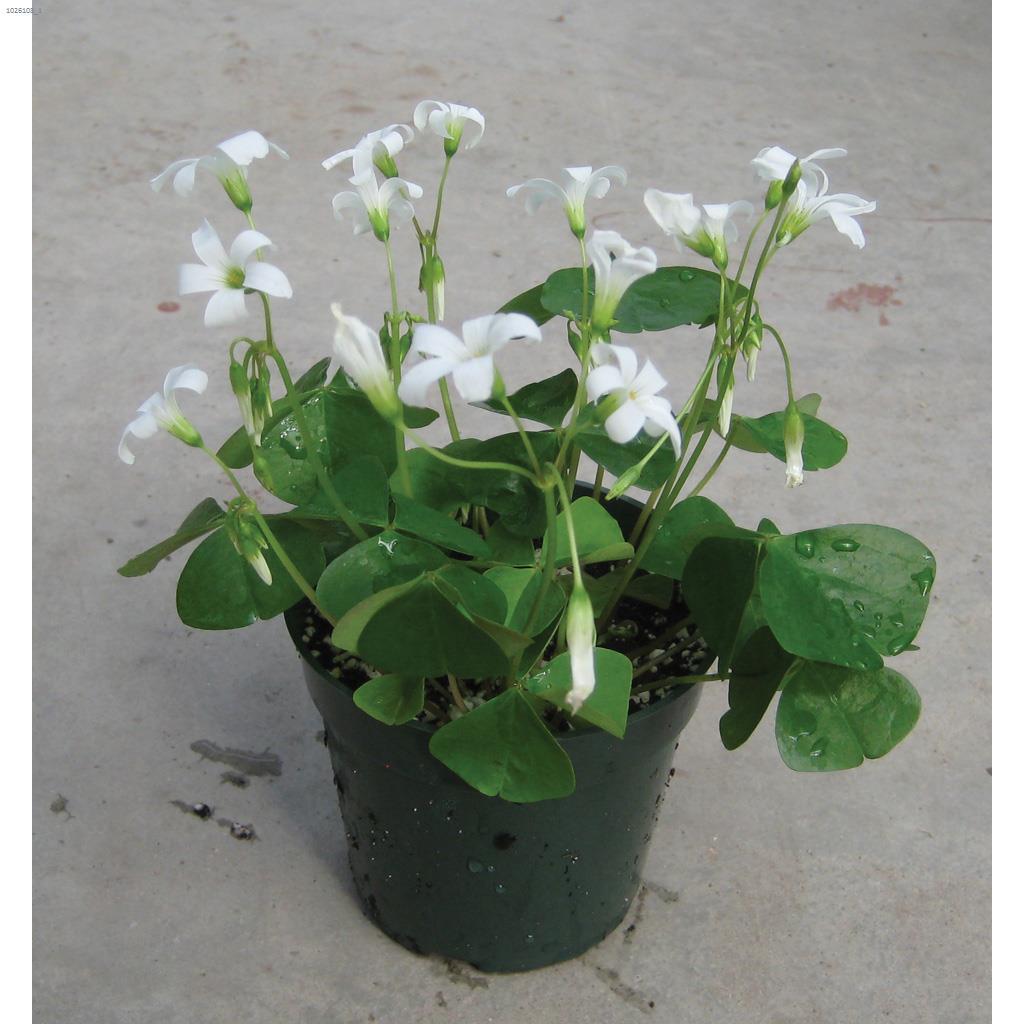 4" Shamrock