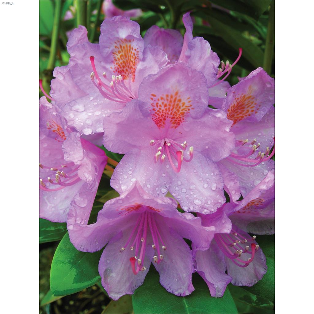 Rhododendrons 5G