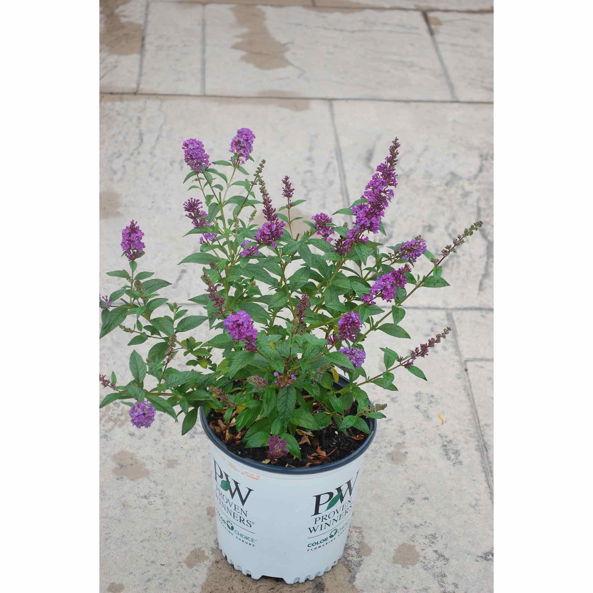 Violet Butterfly Bush