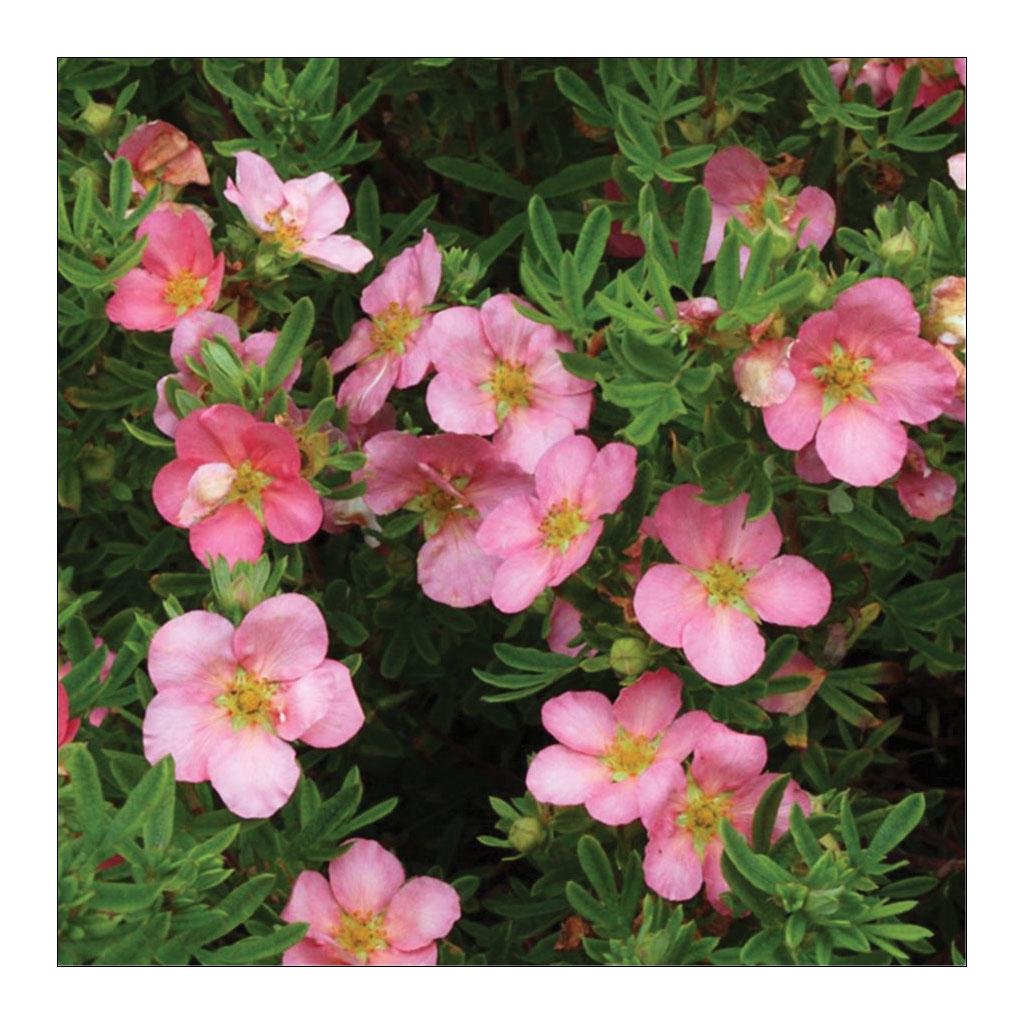 Pink Beauty Potintilla