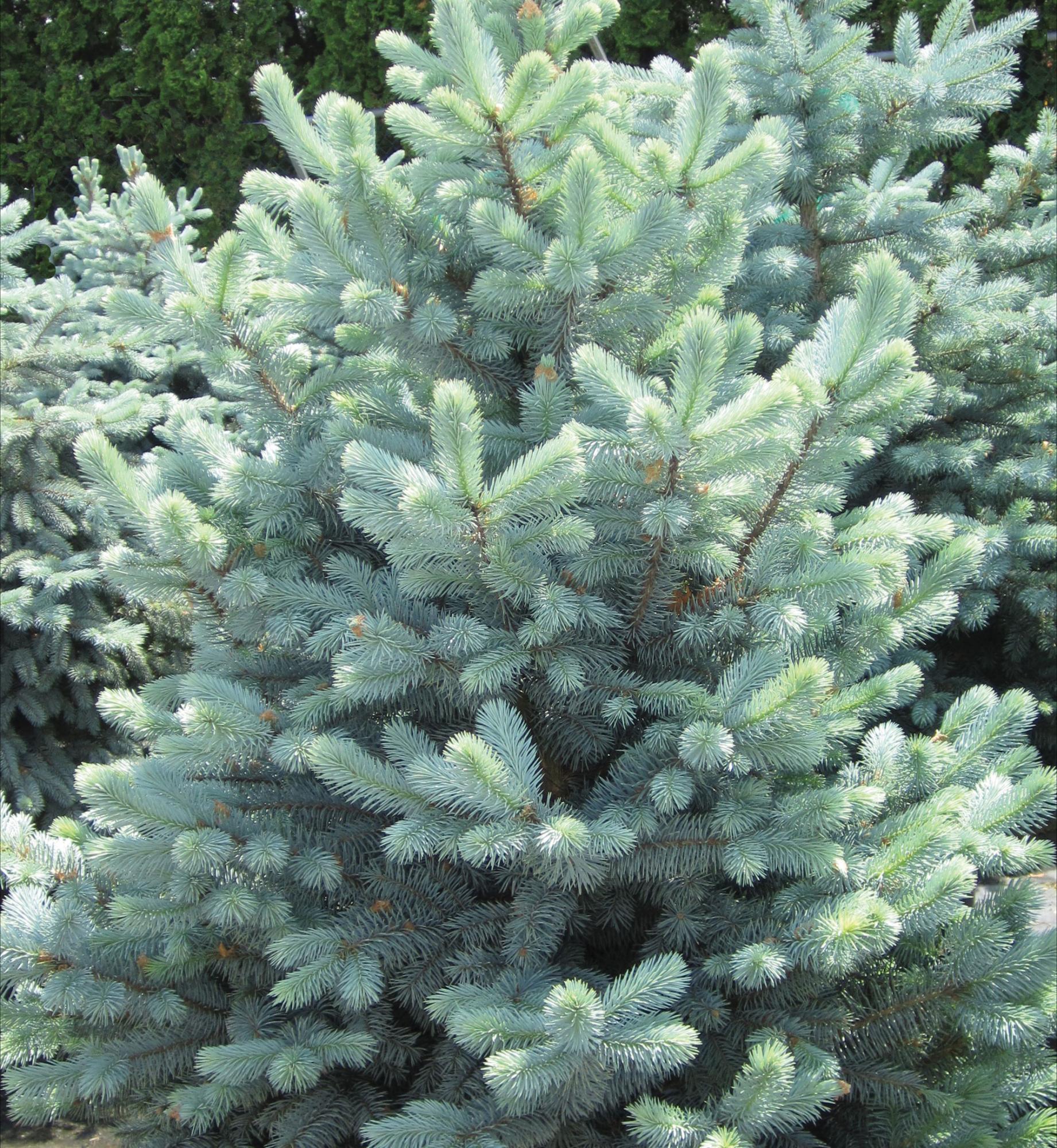 Neon Blue Spruce
