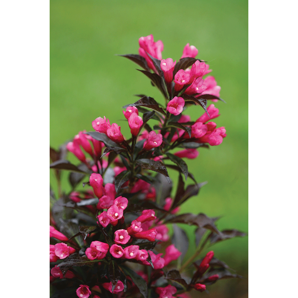 Spilled Wine Weigela PW 2gal