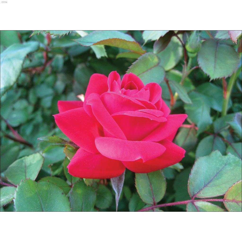 Double Red Knockout Rose
