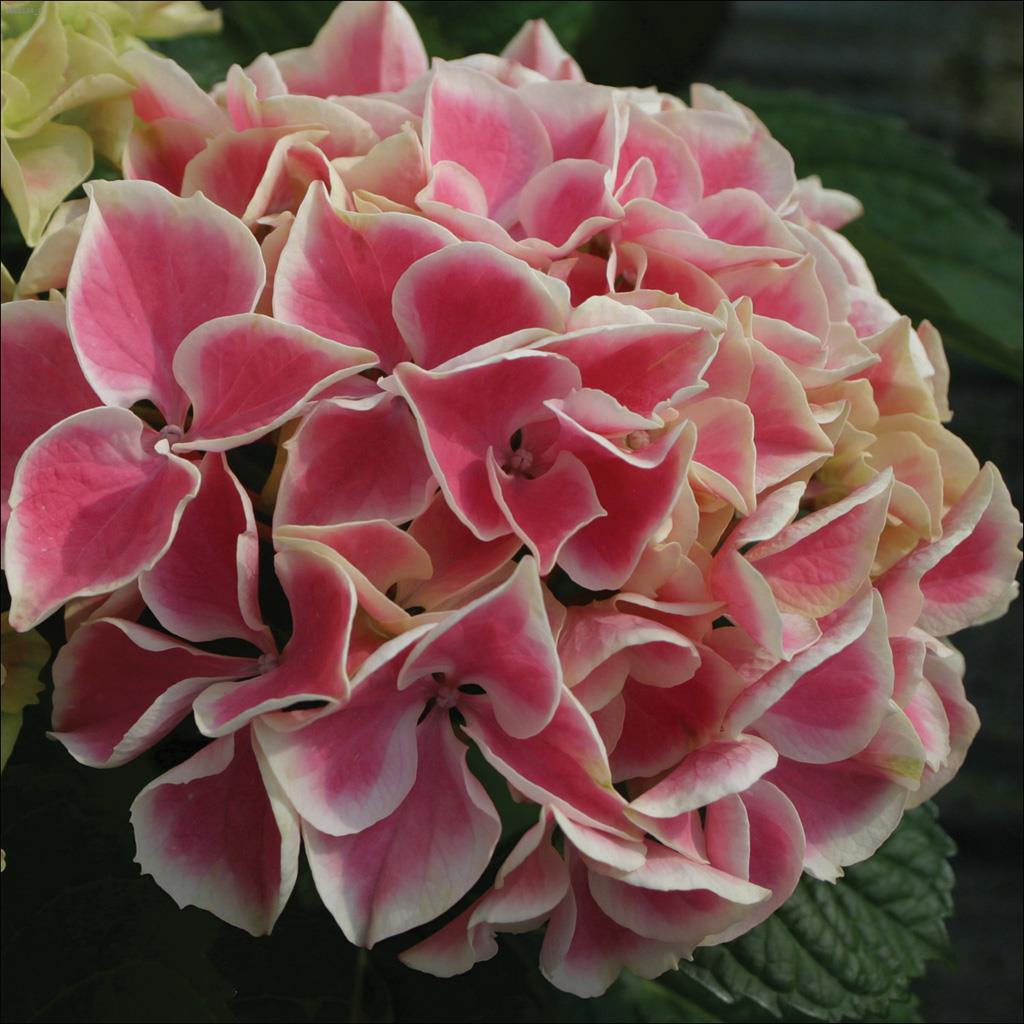 Edgy Hearts Hydrangea