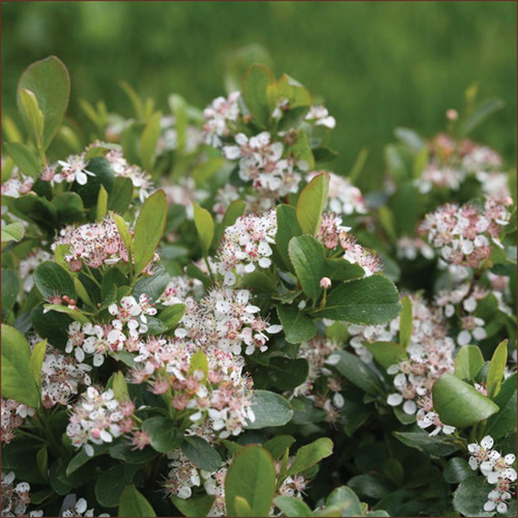 Low Mound Chokecherry