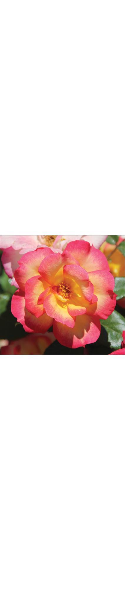 Assorted Artist Roses
