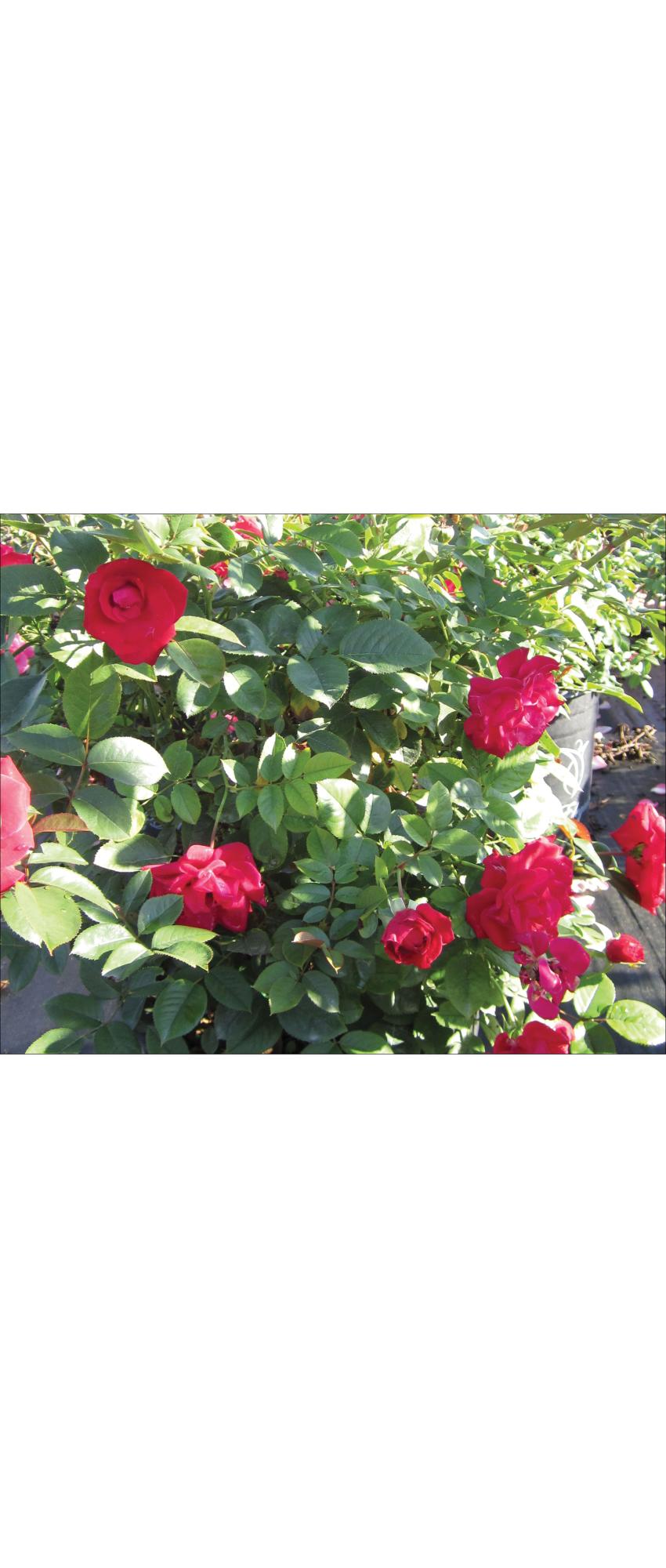 Como Park Rose