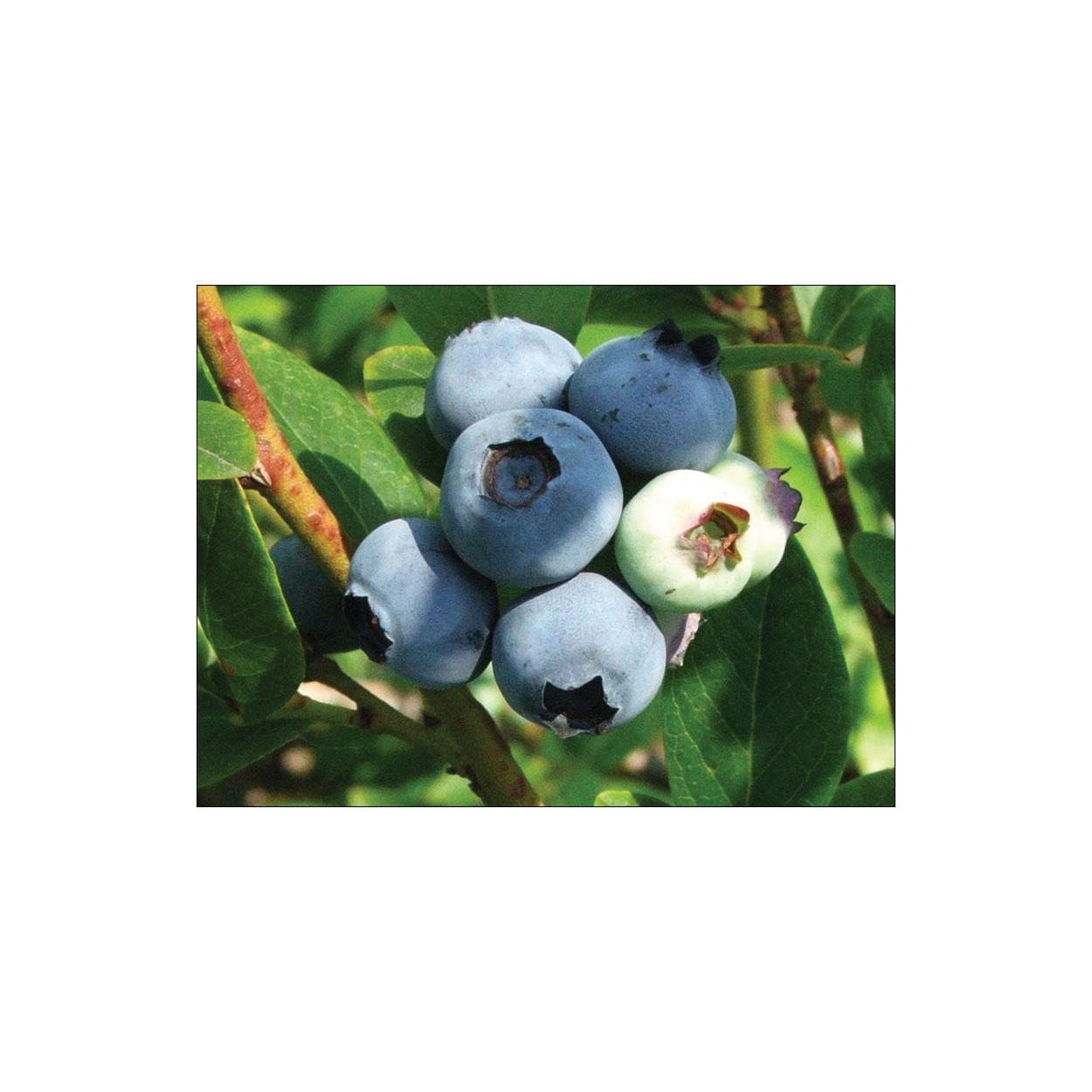 Blueberries 2G