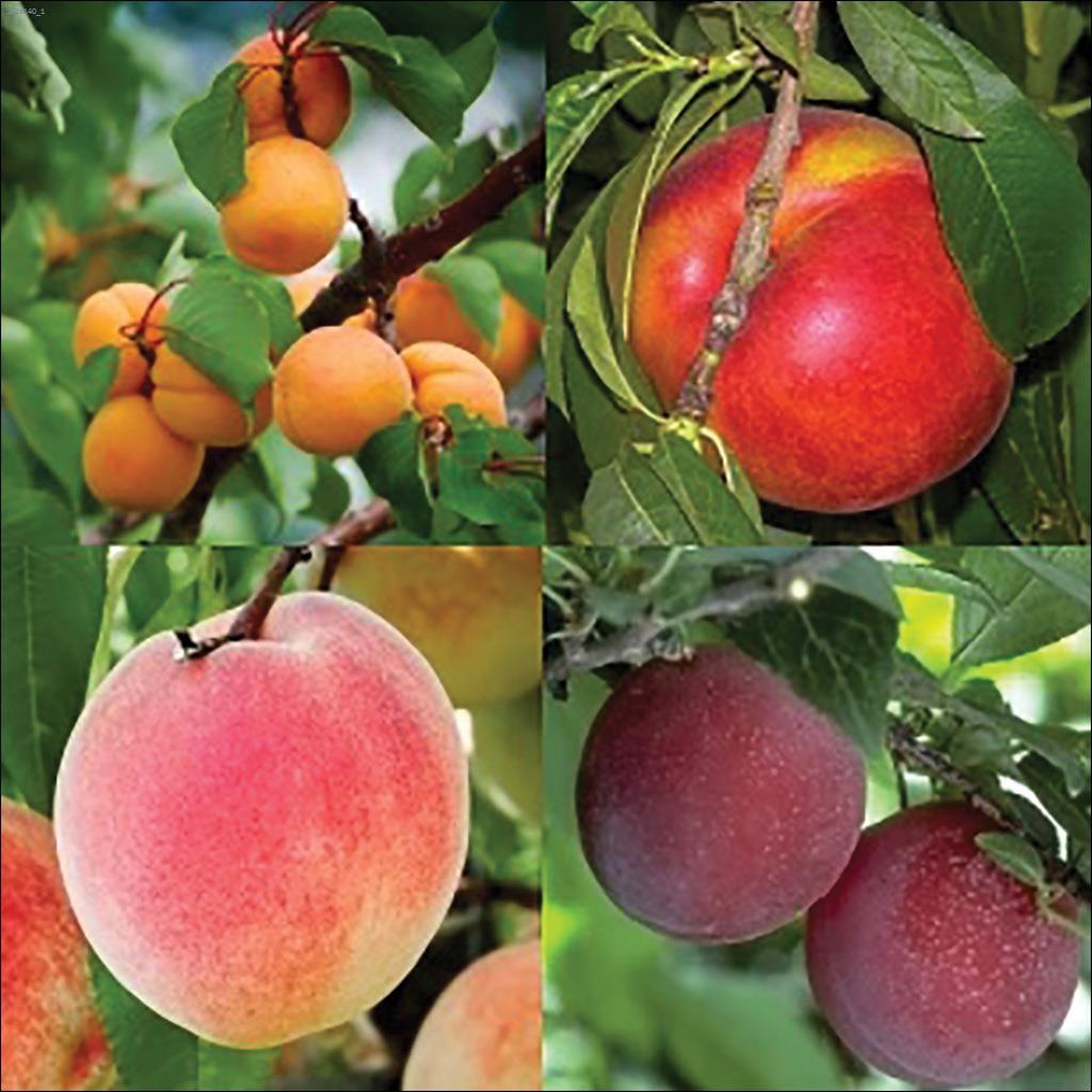 Fruit Cocktail Tree