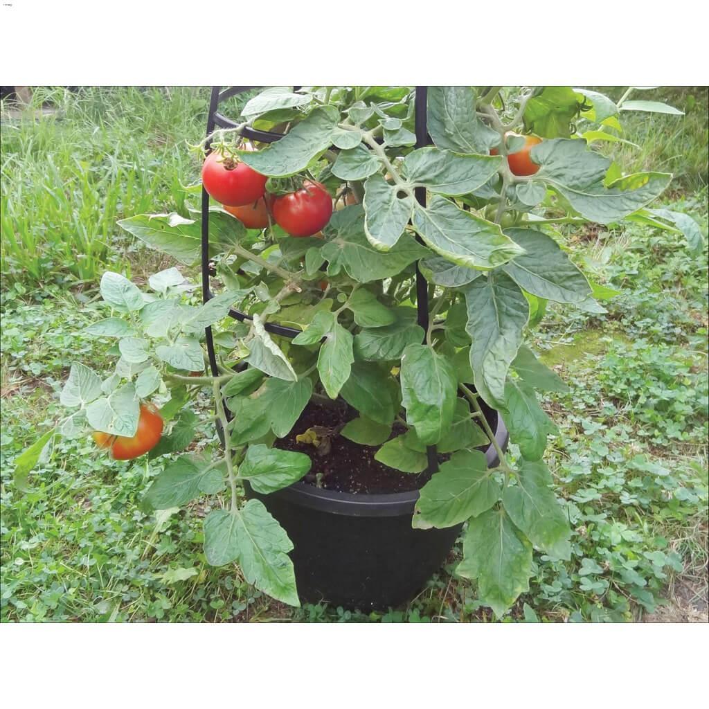 12" Tomato Patio Planter