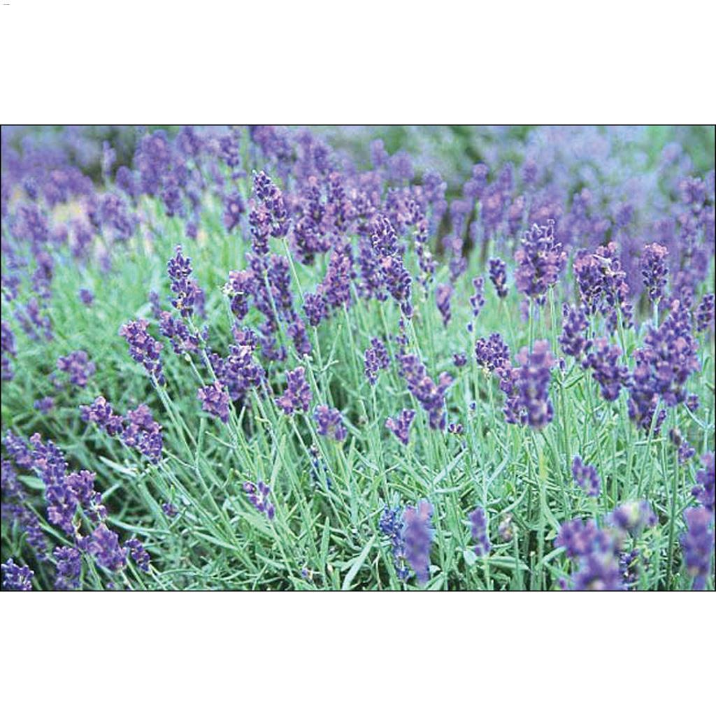 Lavender 1 Gallon Purple Pot