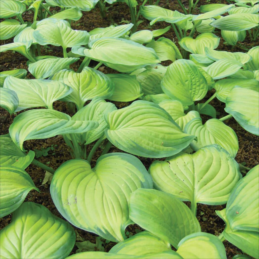 Hosta Deluxe Assortment 1G