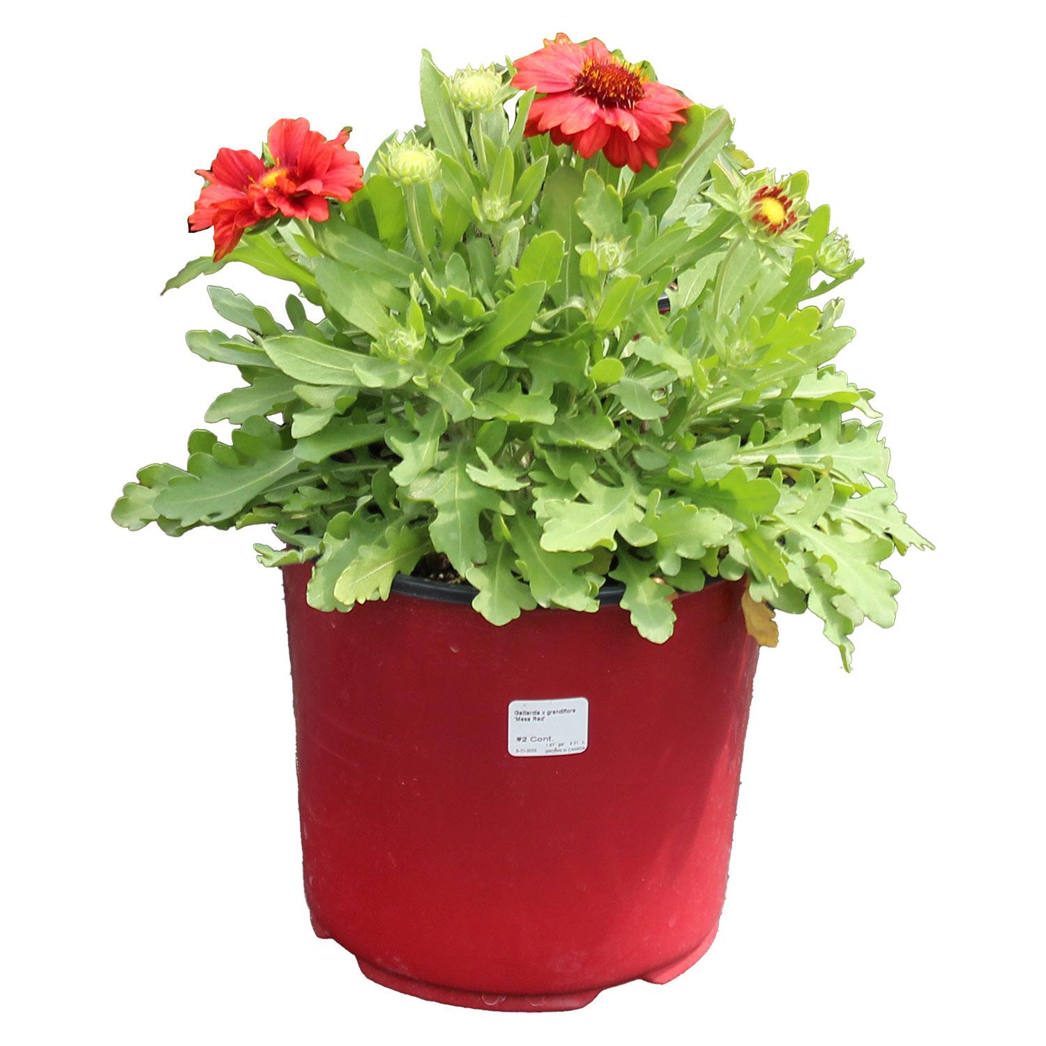 Vivaces assorties avec pot de couleur 2  gallons