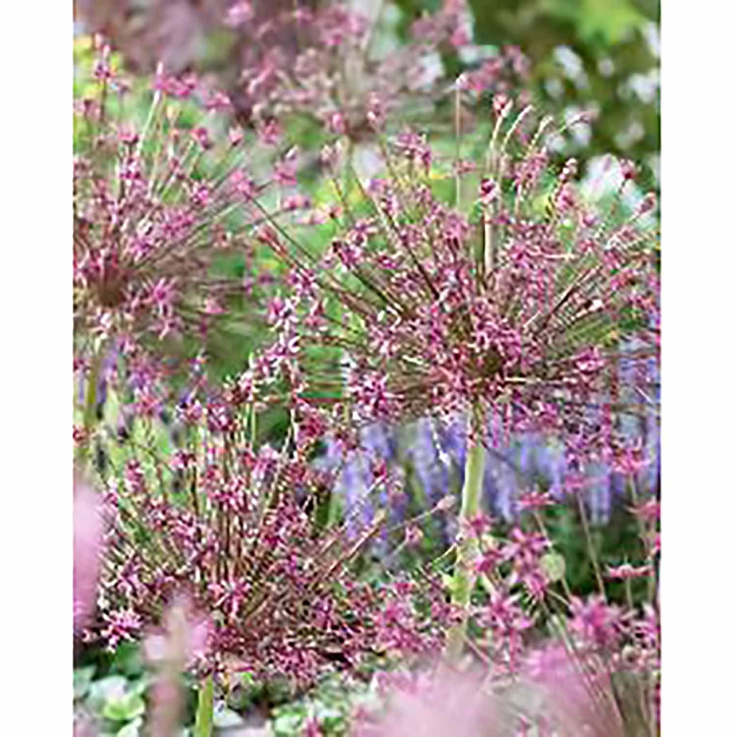 Allium Schubert Purple Bulb Pack