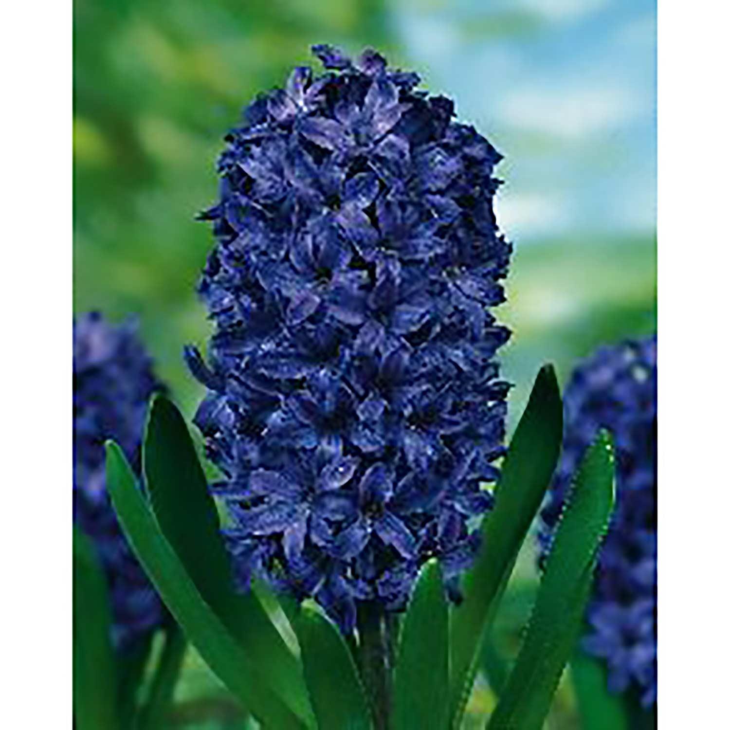 Hyacinth Orientalis Peter Stuvesant Bulb Pack