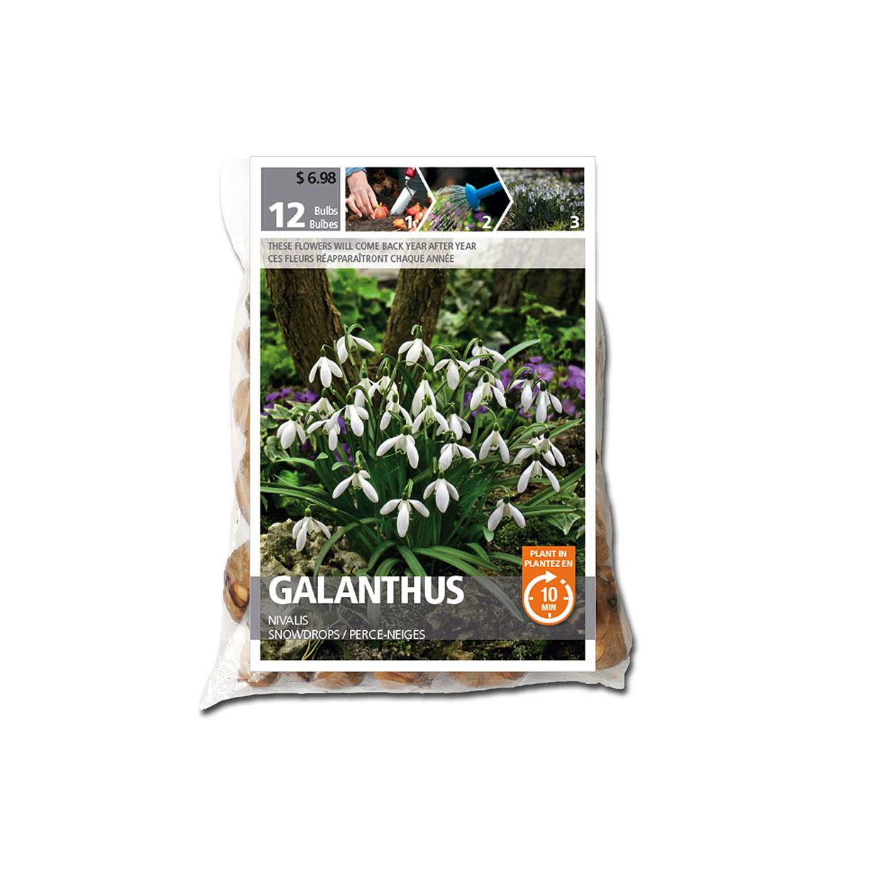 Galanthus Nivalis Snow Drop Bulb Pack