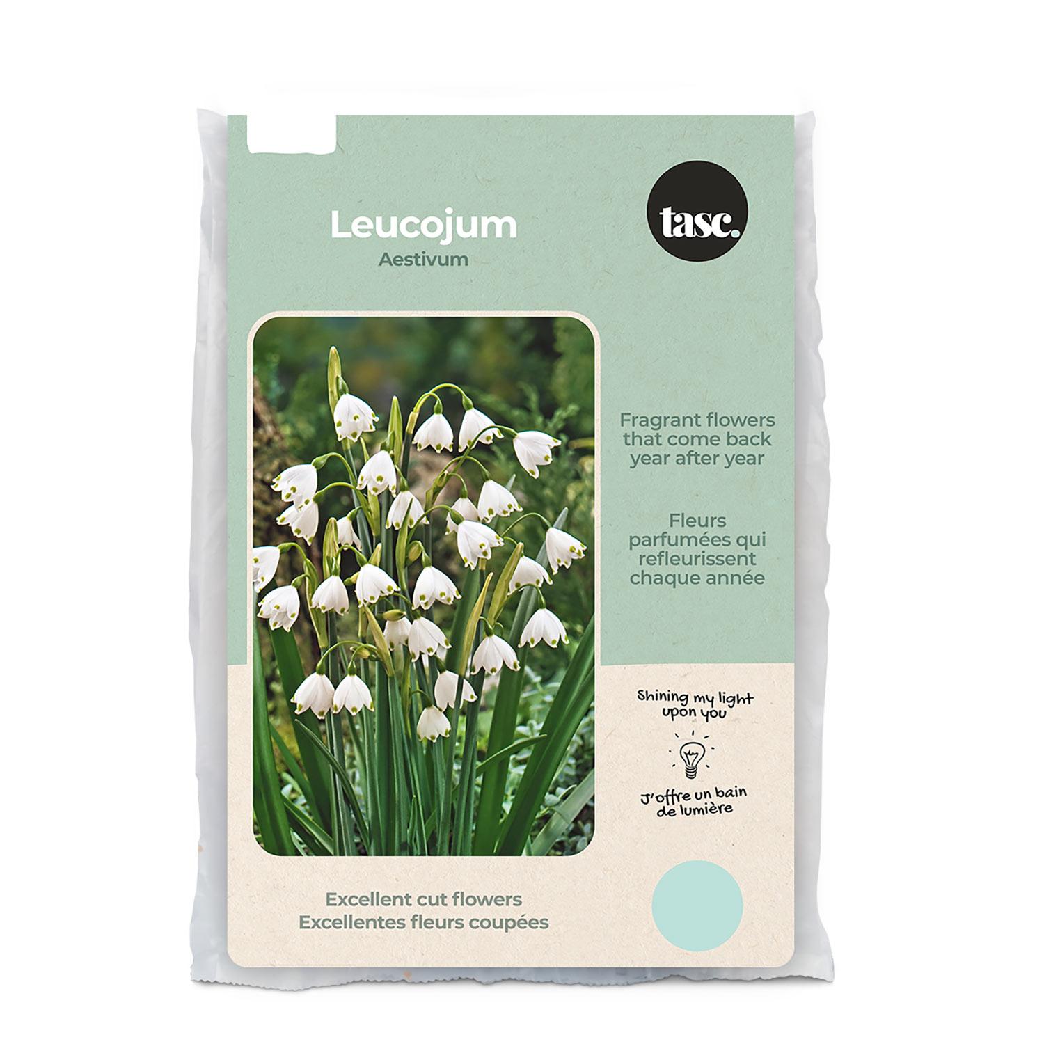 Leucojum Aestivum Summer Snow Flake Bulb Pack