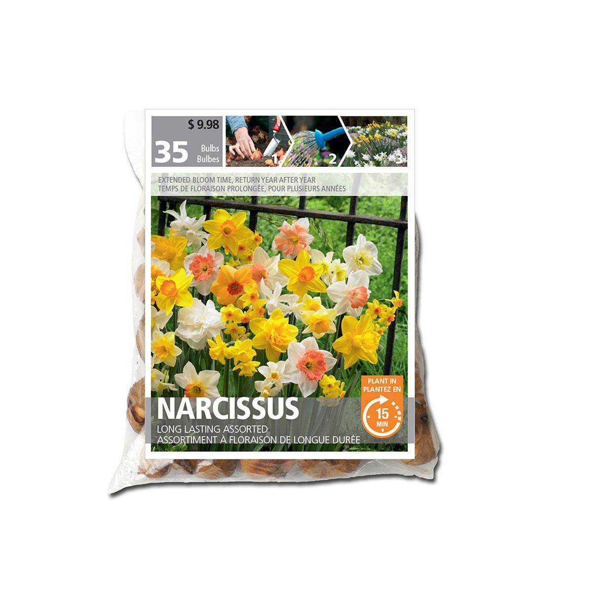 Narcissus Daffodil Long Lasting Bulb Pack