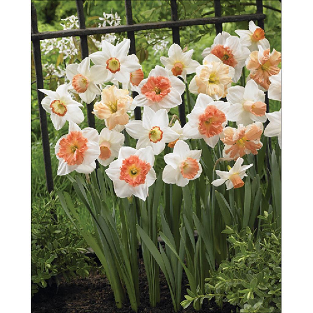 Tulip Triumph Assorted Bulb Pack