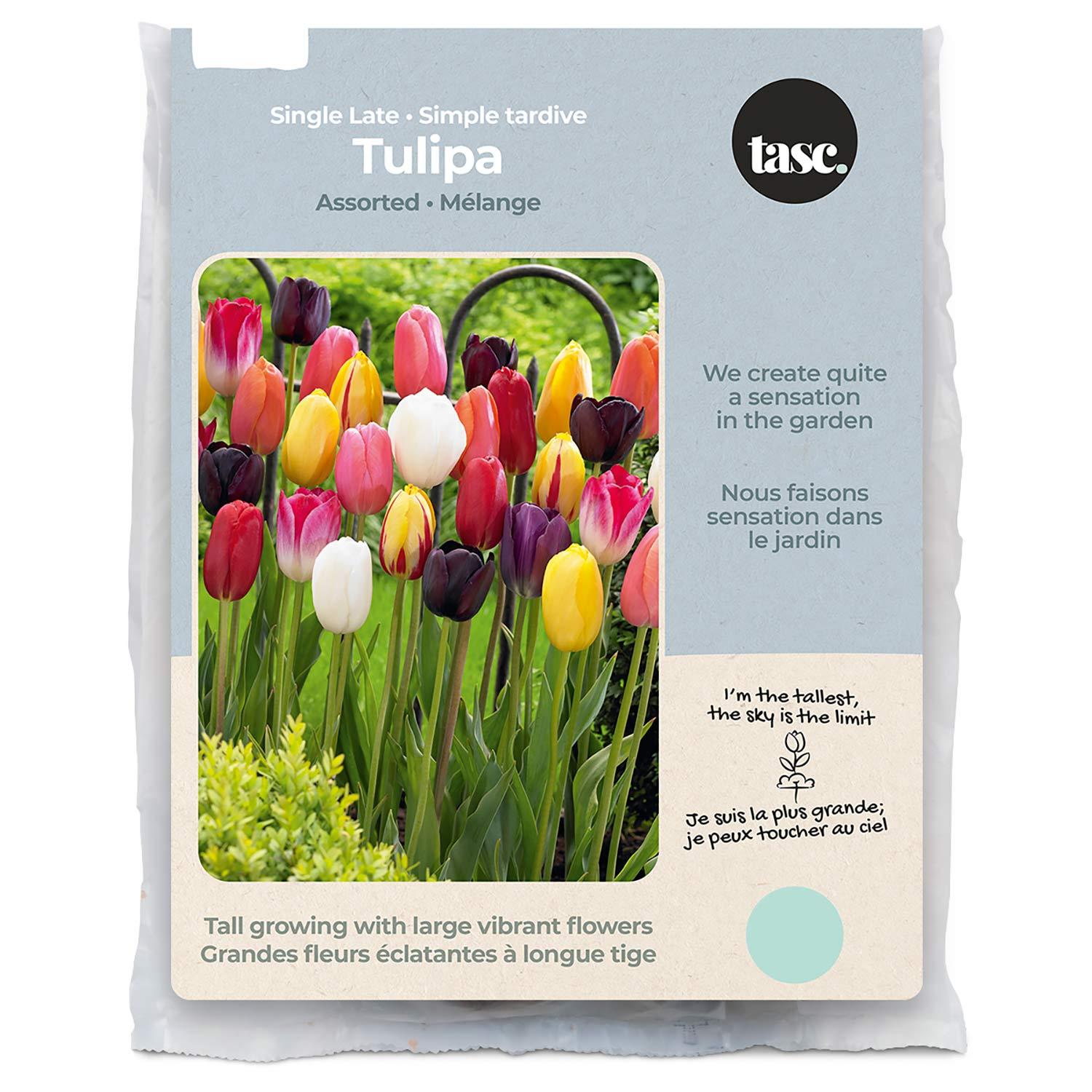 Tulip Single Late Assorted Bulb Pack
