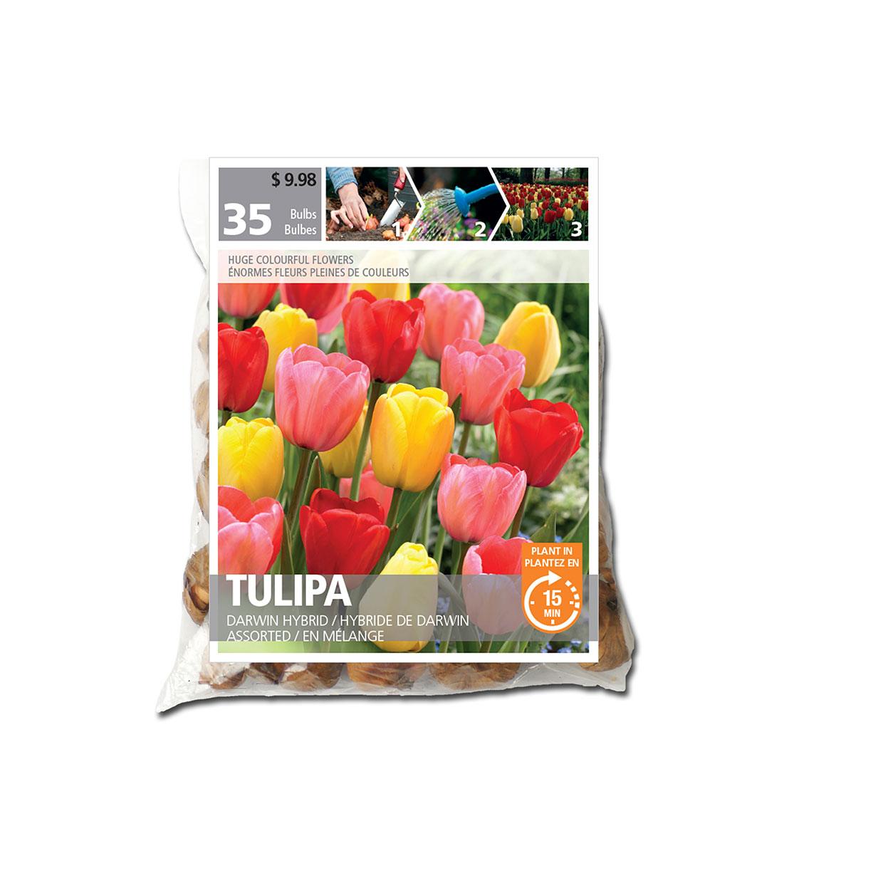 Tulip Darwin Hybrid Bulb Pack