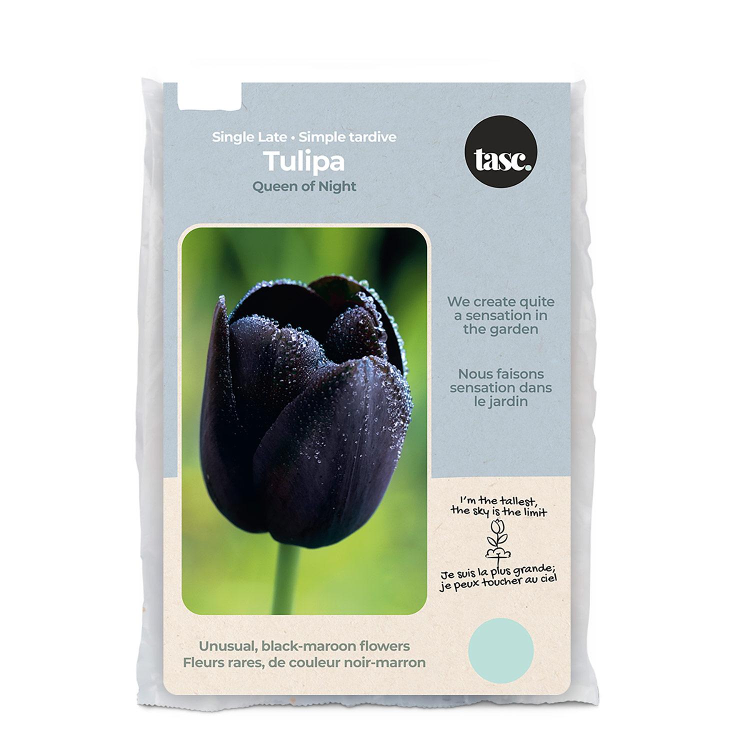 Tulip Single Late Queen Bulb Pack