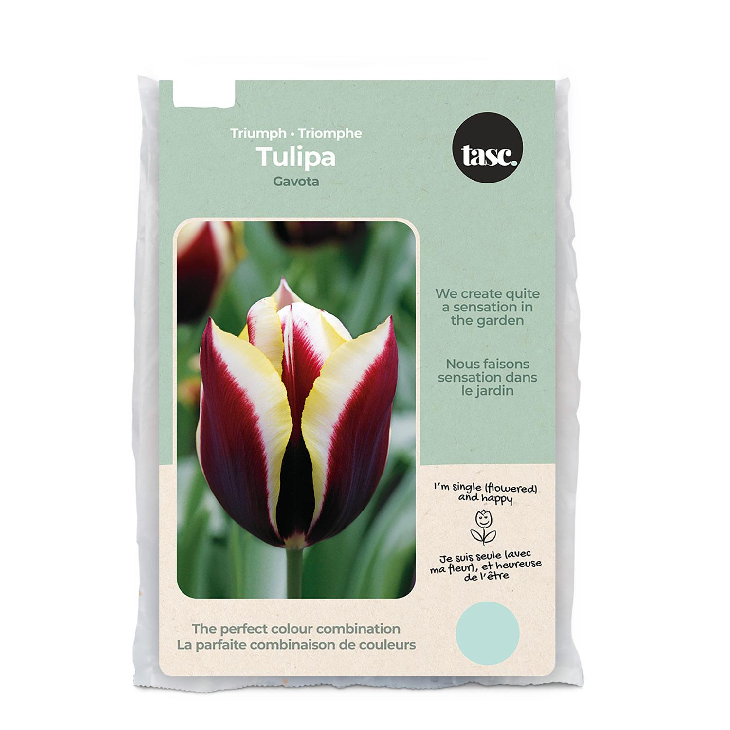 Tulip Triumph Gavota Bulb Pack