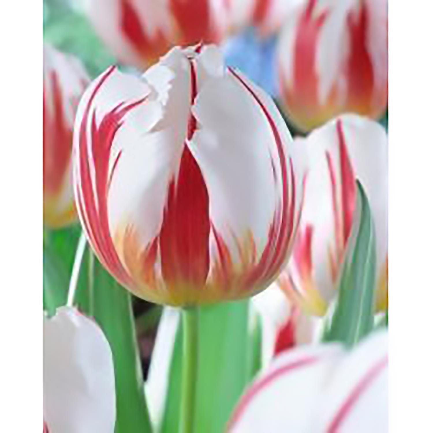 Tulip Triumph Happy Generation Bulb Pack