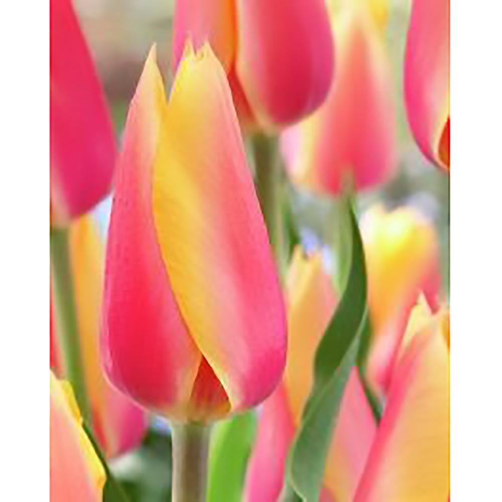 Tulip Single Late Blushing Beauty Bulb Pack