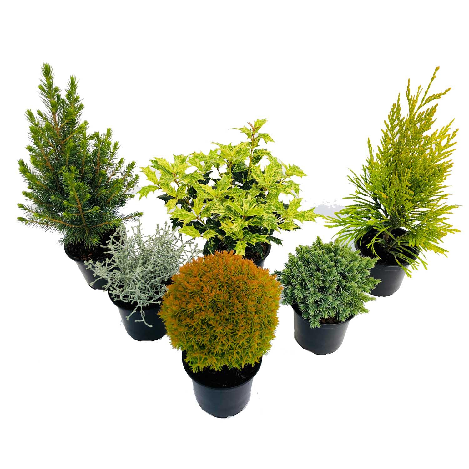 Evergreen Pot Stuffers