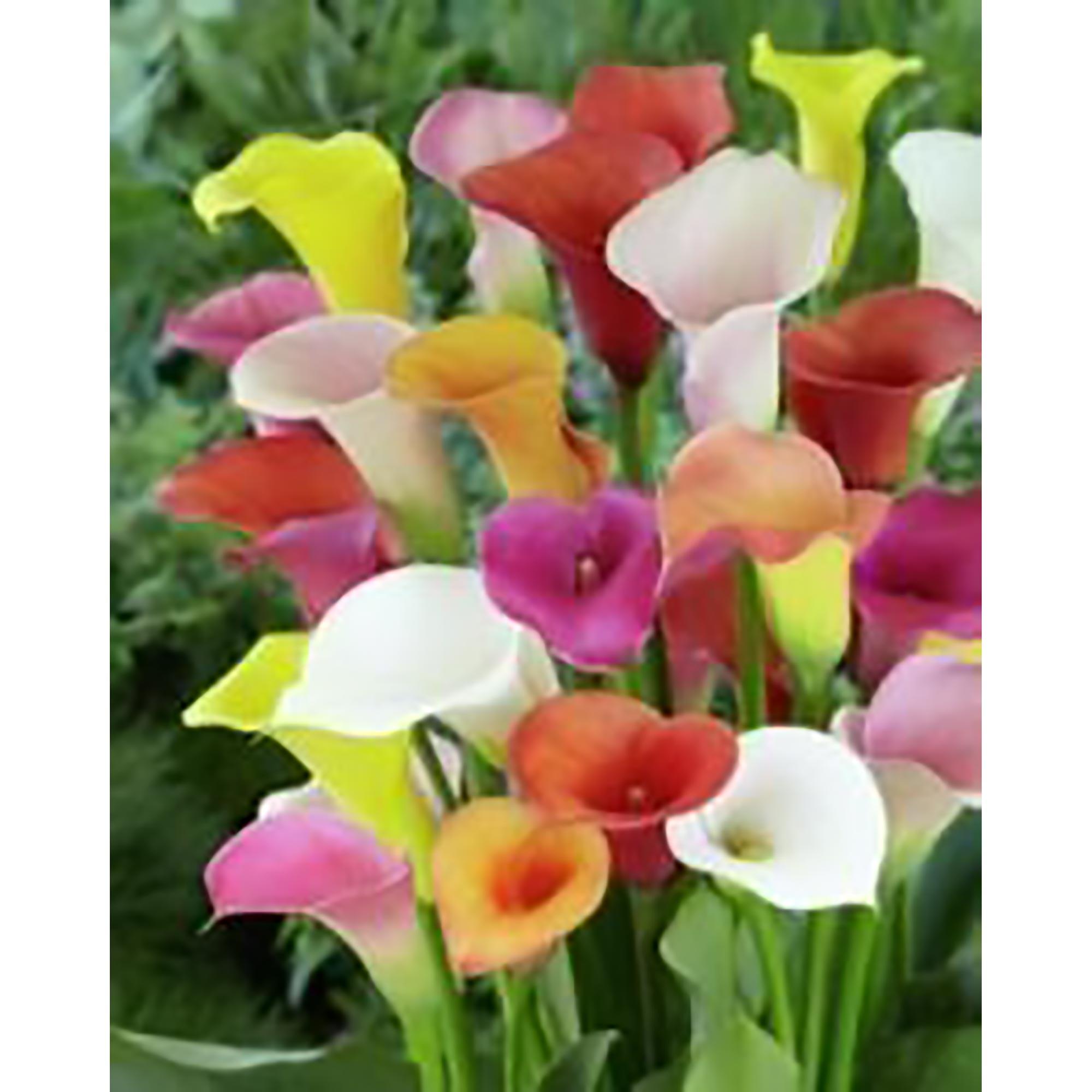Calla Lily