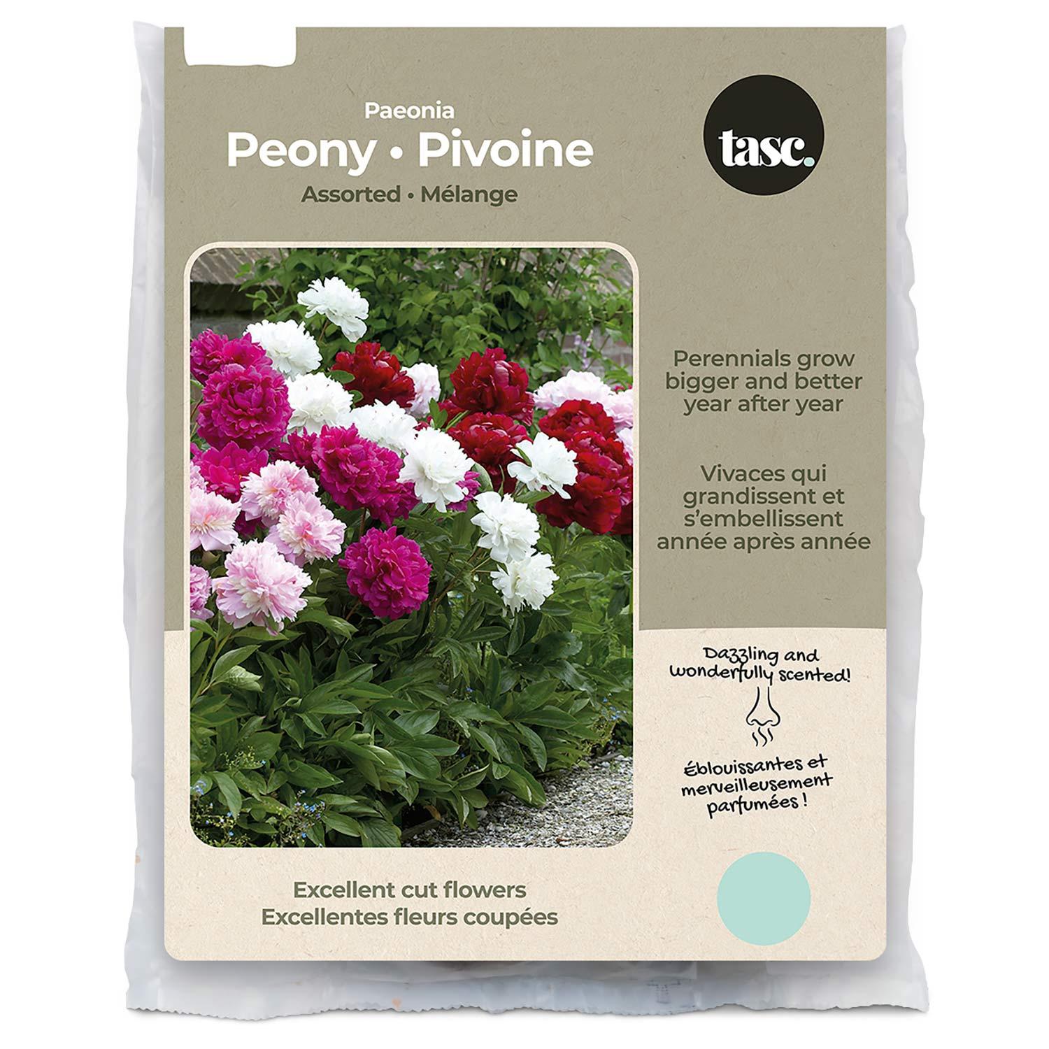 Assorted Paeonia