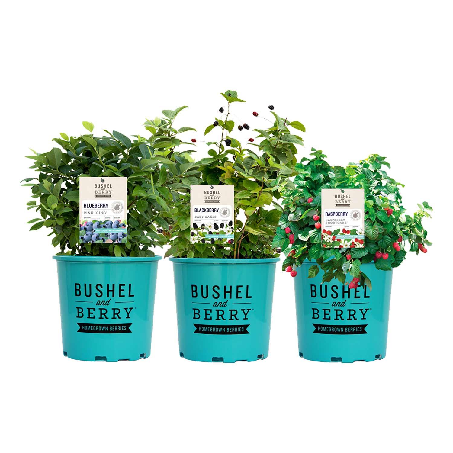 Bushel & Berry Assorted 2G