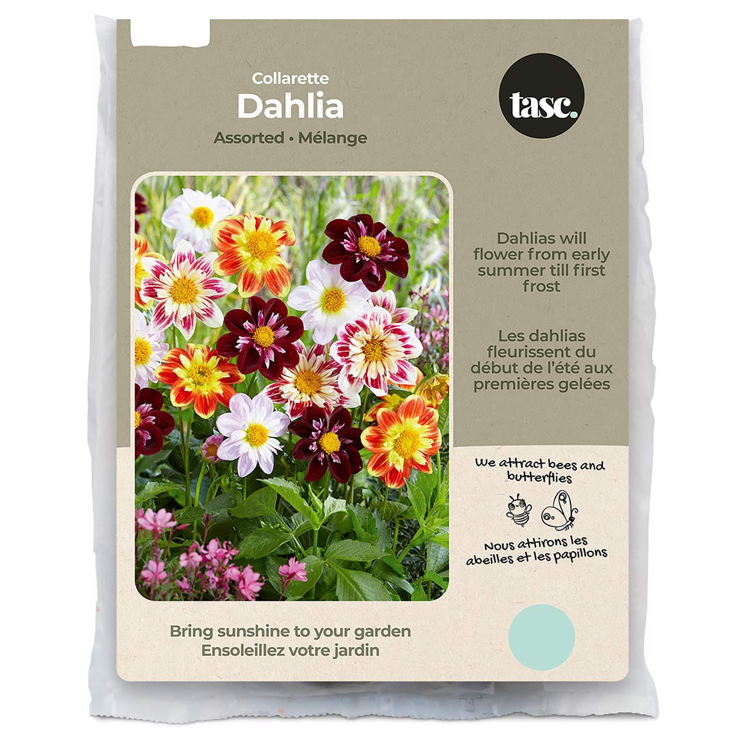 Dahlia Collarette Assorted
