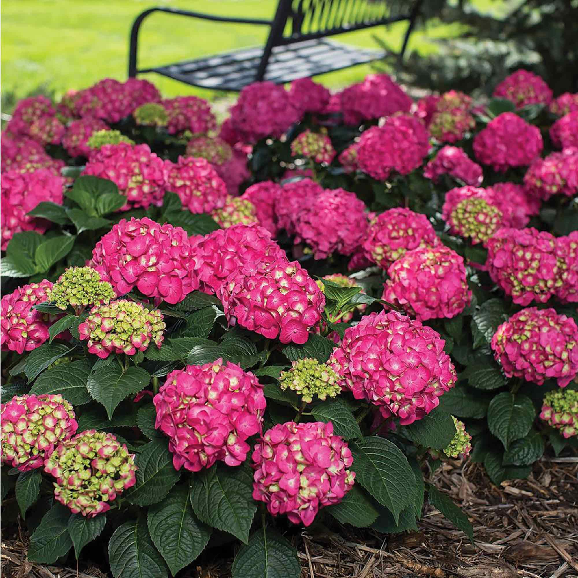 Hortensia Endless Summer 2 g