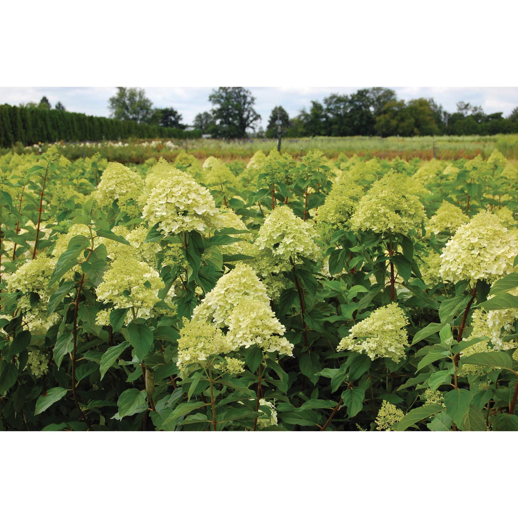 7G Limelight Panicle Hydrangea PW