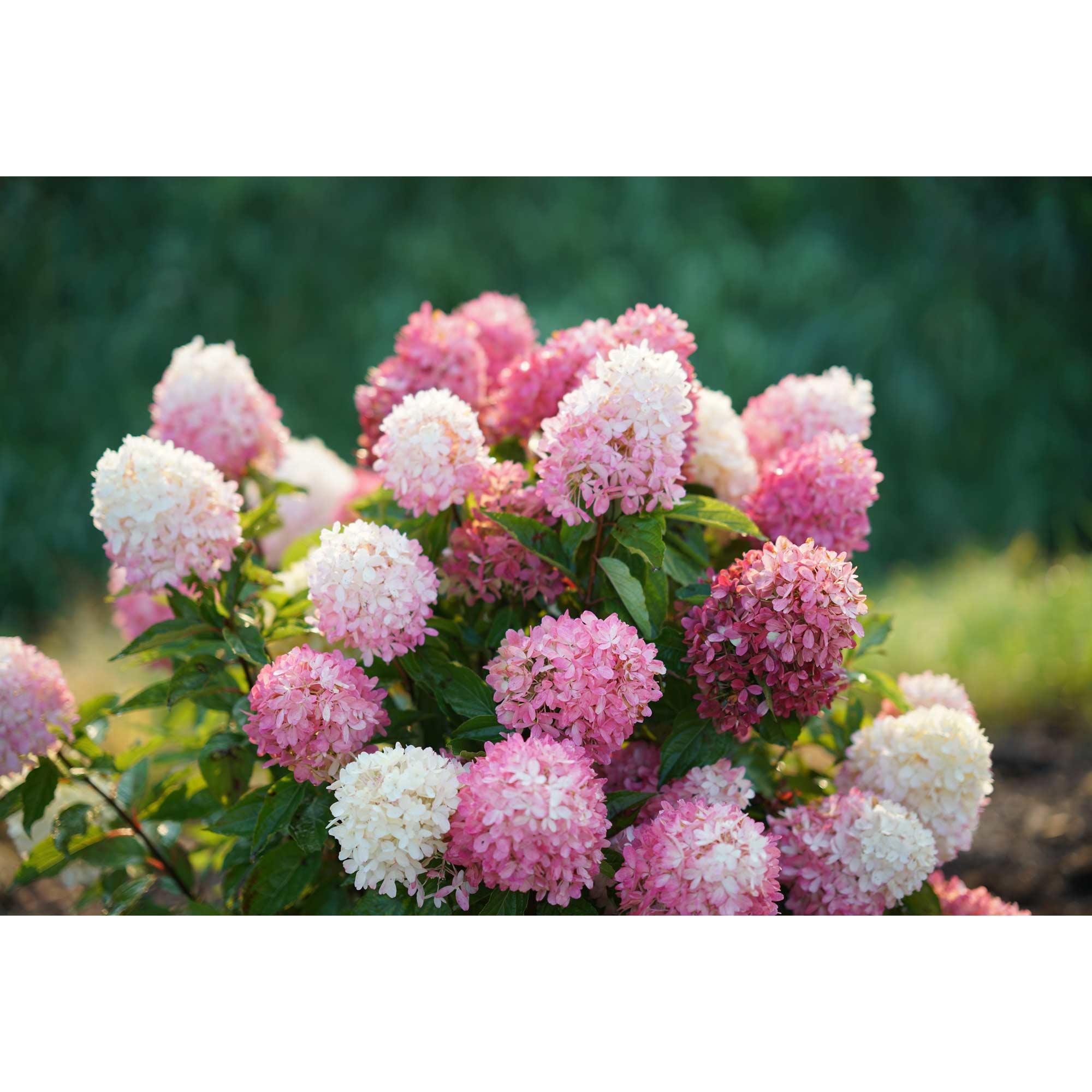 2G Zinfin Doll Hydrangea PW