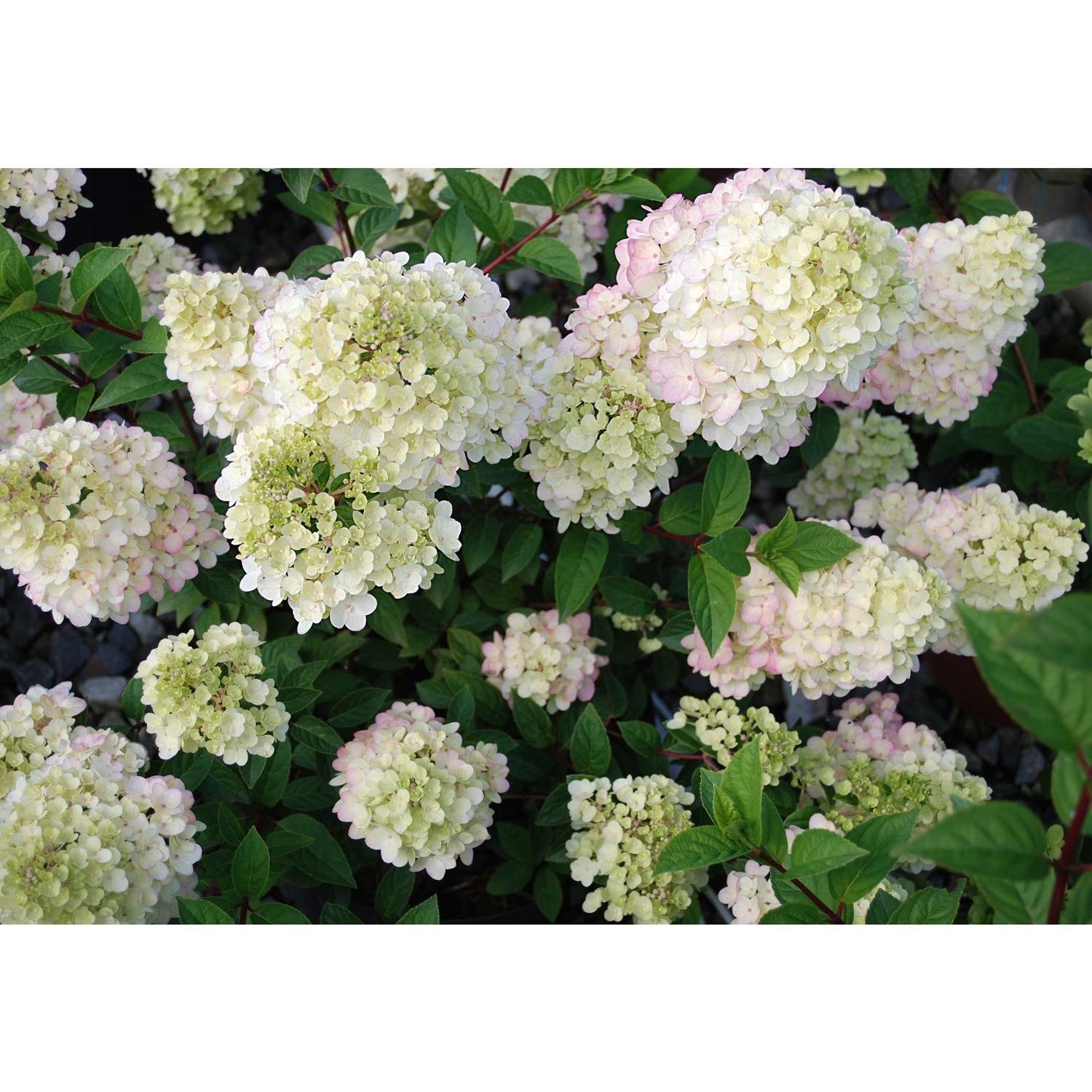 Hydrangea Strawberry Sunday 2 Gal
