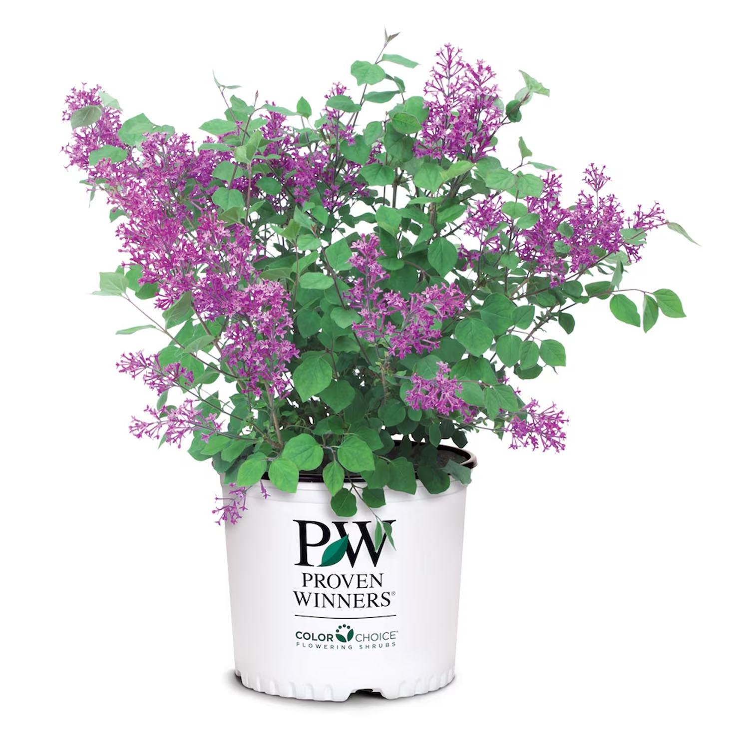 Lilac Bloomerang Dark Purple PW 2G