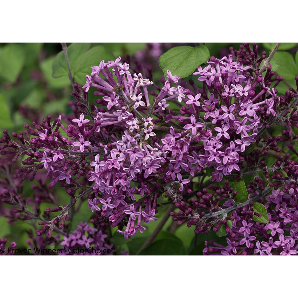2 Gallon Pink Bloomerang Lilac