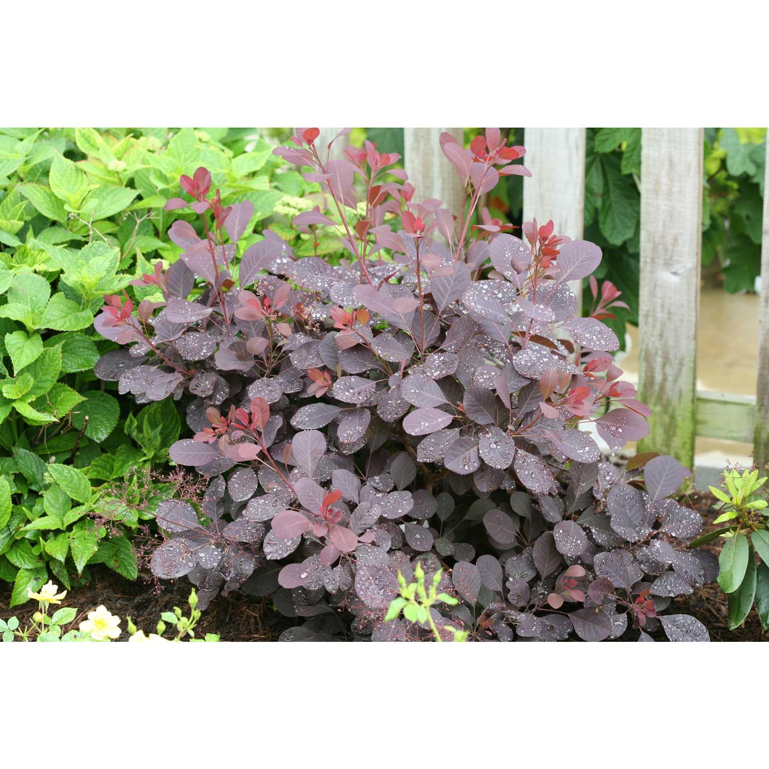 2 Gallon Winecraft Smokebush