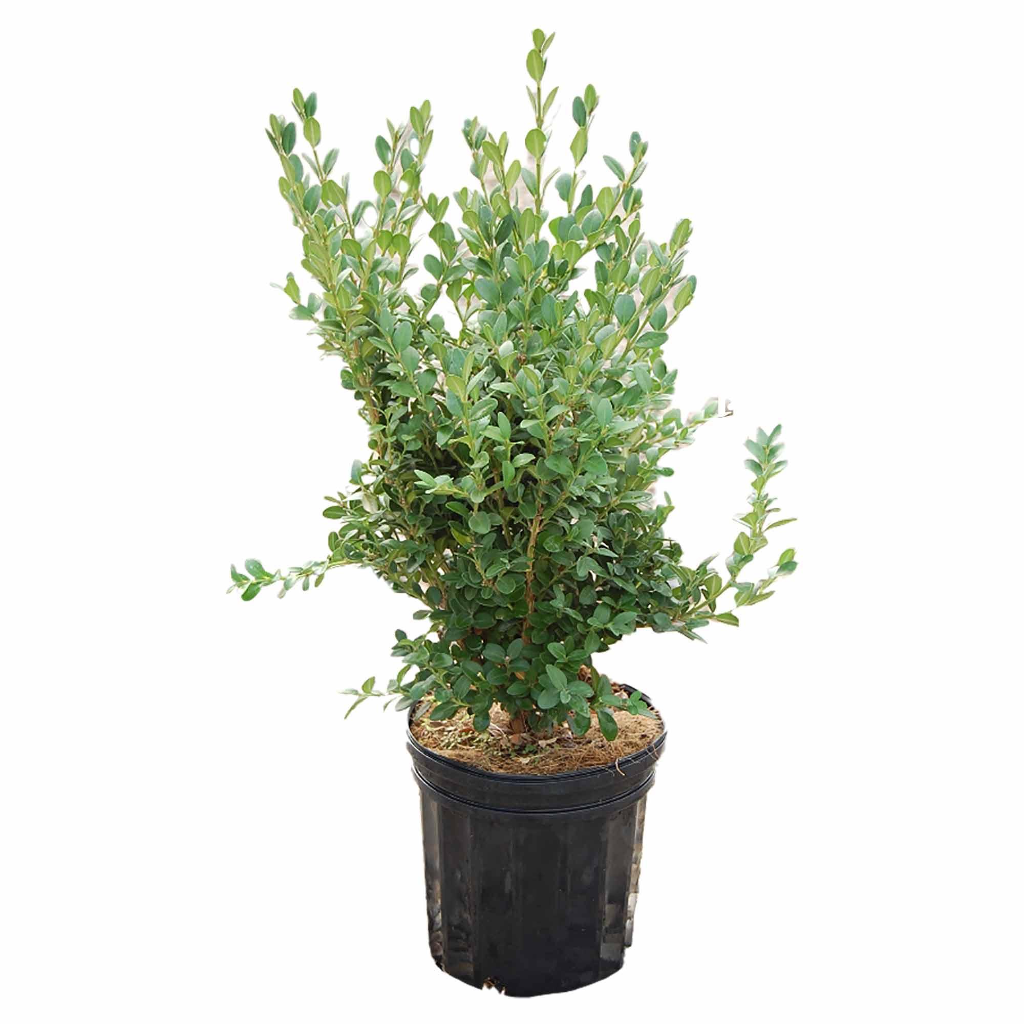 Green Mountain Boxwood 1G