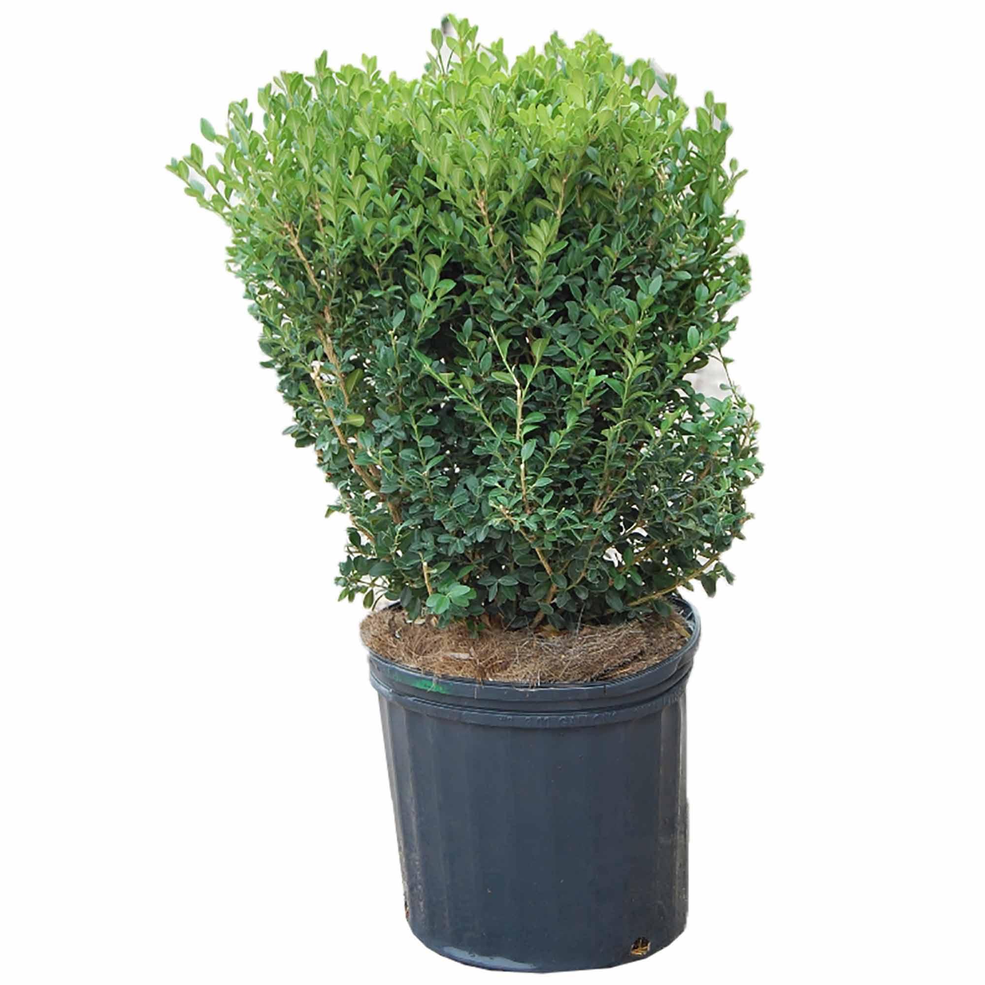 Green Mountain Boxwood 3G