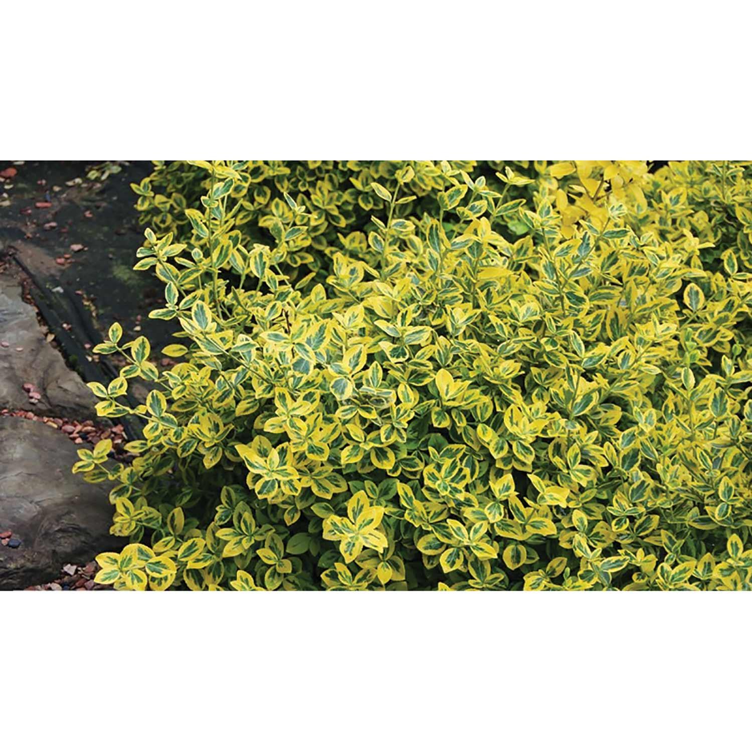 Emerald 'N' Gold Euonymus 2G